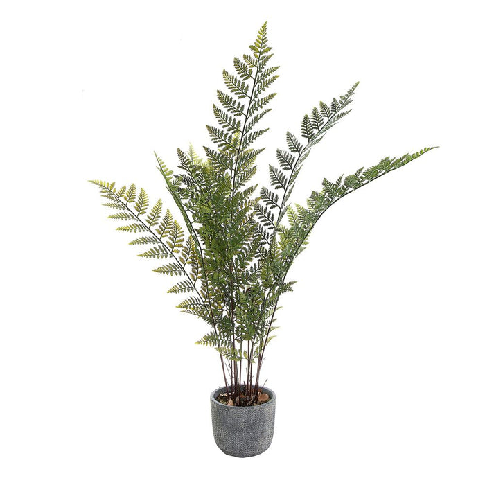 Fern in Pot