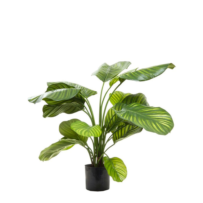 Calathea Fasciata