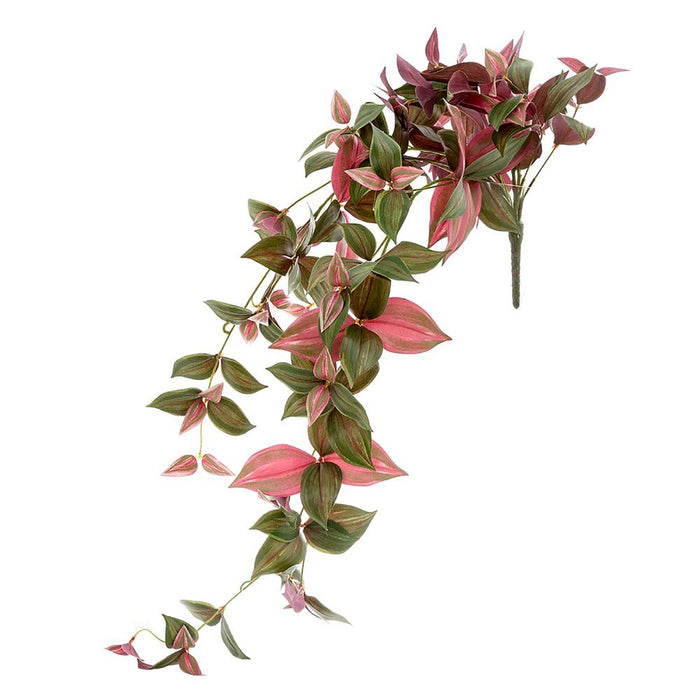 Wandering Jew Hanging Bush 94cm