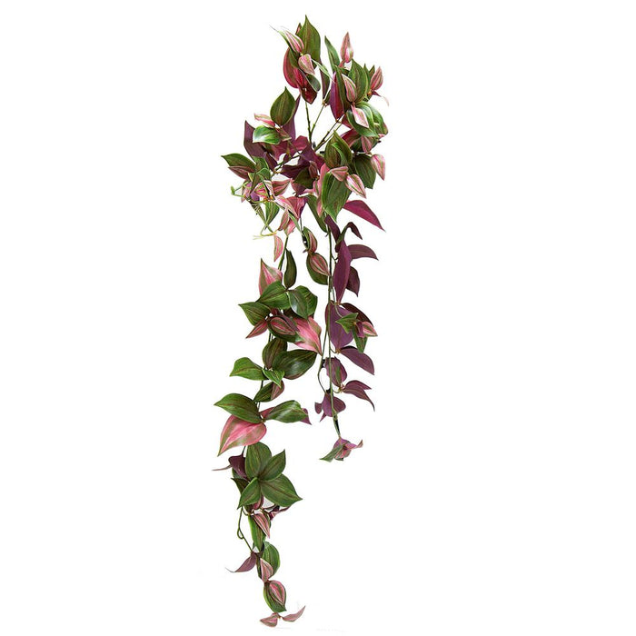 Wandering Jew Hanging Bush 94cm