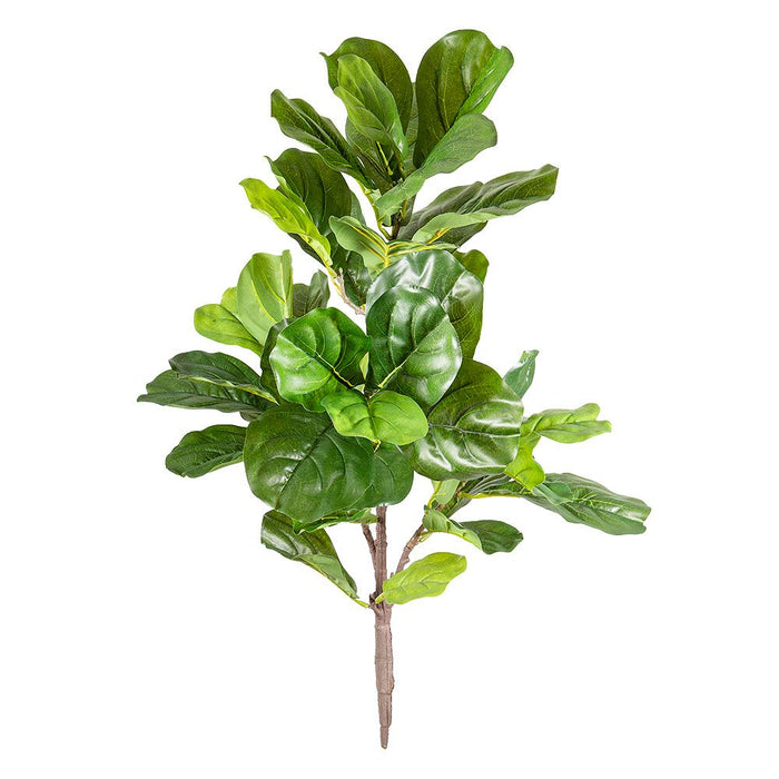 Fiddle Leaf Plant Unpotted 73cm
