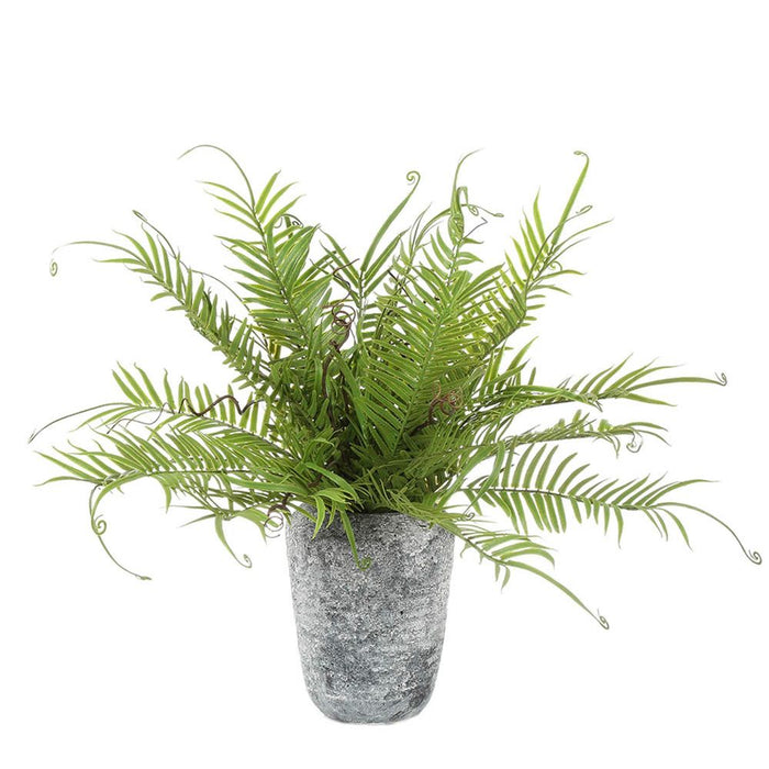 Fern in Pot