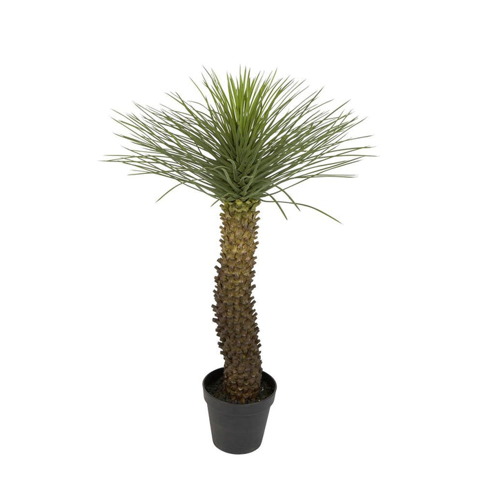 Hedgehog Grass Tree In Pot