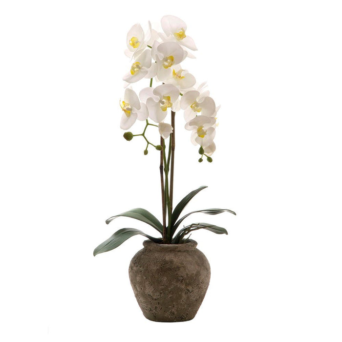 Orchid in Ceramic Pot