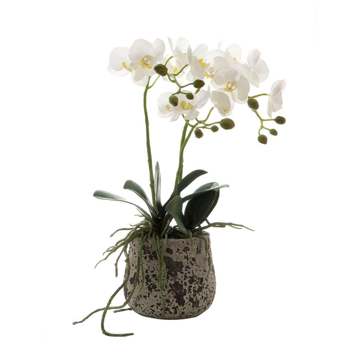 Orchid in Ceramic Pot