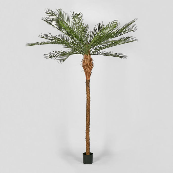 Phoenix Palm Tree