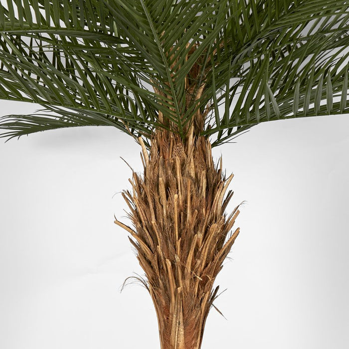 Phoenix Palm Tree