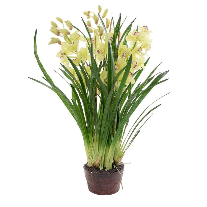 Cymbidium Giant Paper Pot 1.1m