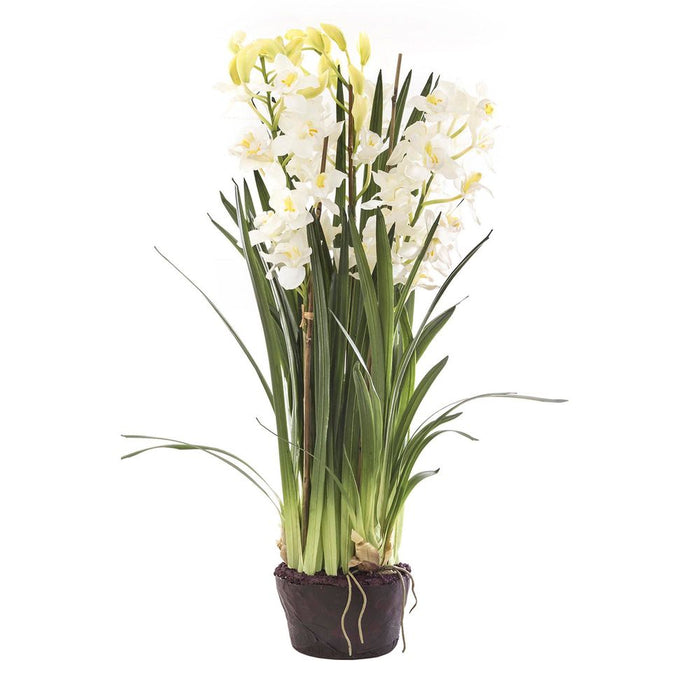 Cymbidium Giant Paper Pot 1.1m