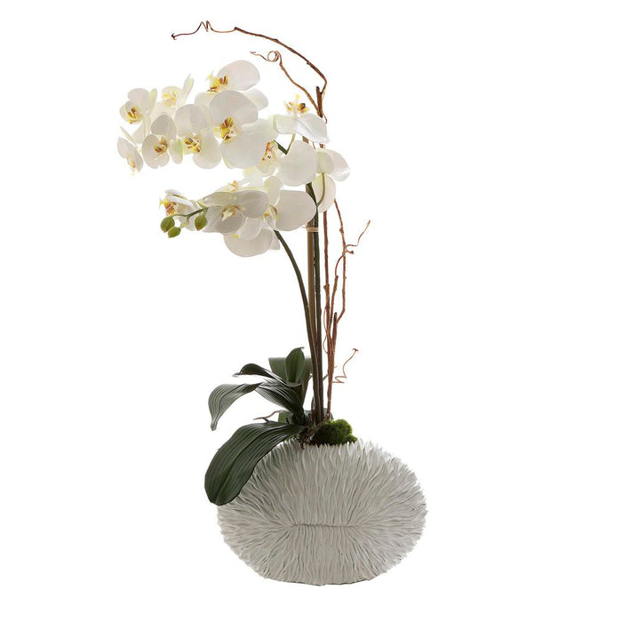 Phalaenopsis in White Shell Vase 70cm White