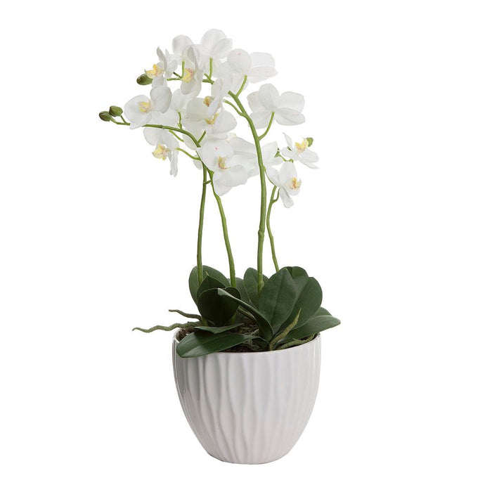 Orchid in White Pot 60cm White