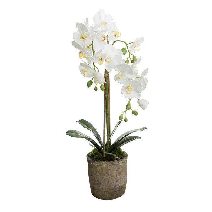 Orchid in Terracotta Pot 65cm White