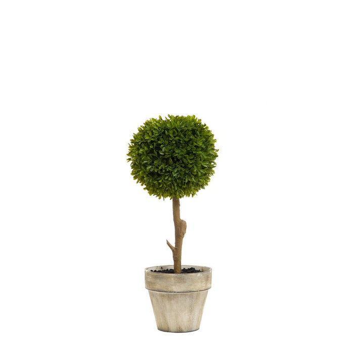 Boxwood Topiary