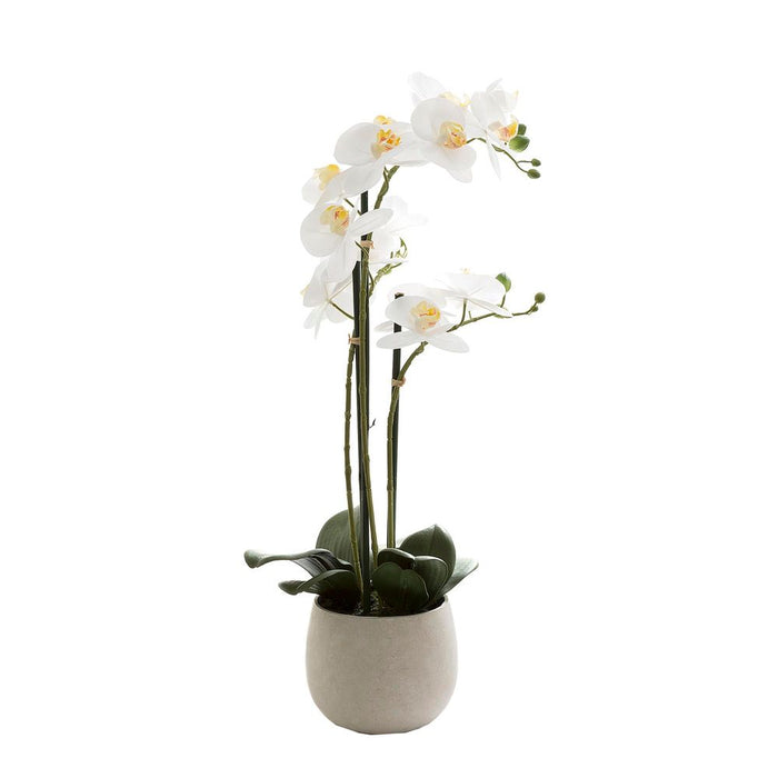 Phalaenopsis Real Touch in Clay Ivory Pot