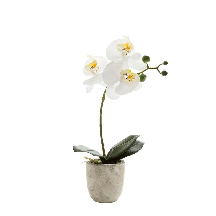 Phalaenopsis Real Touch in Clay Ivory Pot