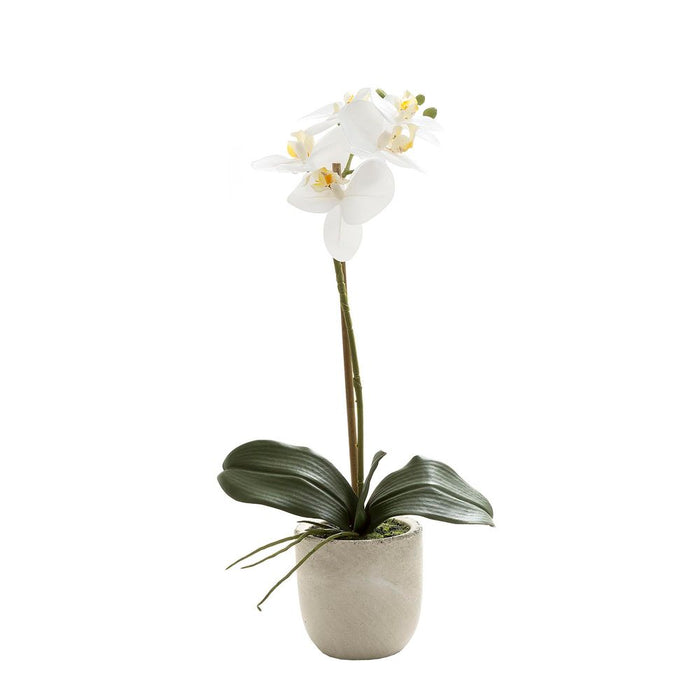 Phalaenopsis Real Touch in Clay Ivory Pot