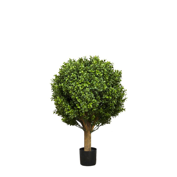 Boxwood Ball Tree