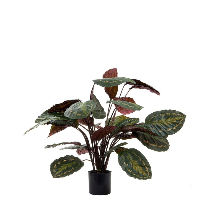 Calathea Fasciata