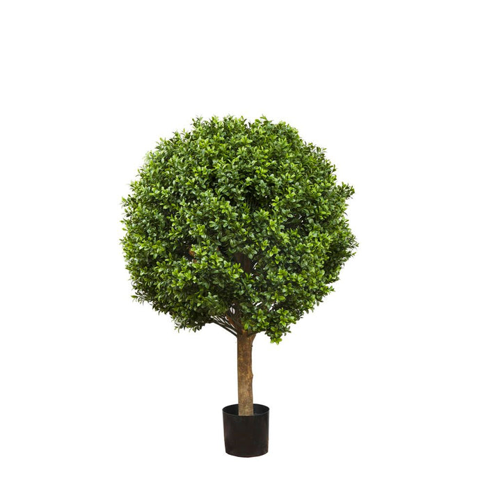 Boxwood Ball Tree