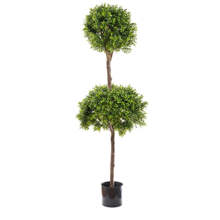 Boxwood Double Ball Tree