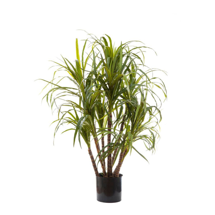 Dracaena Marginata 1.3m