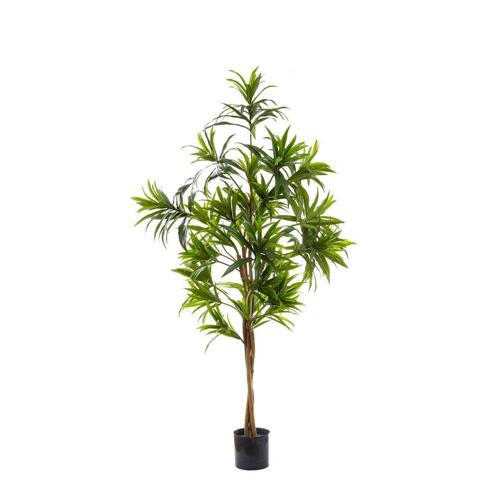 Dracaena Reflexa Green 1.3m