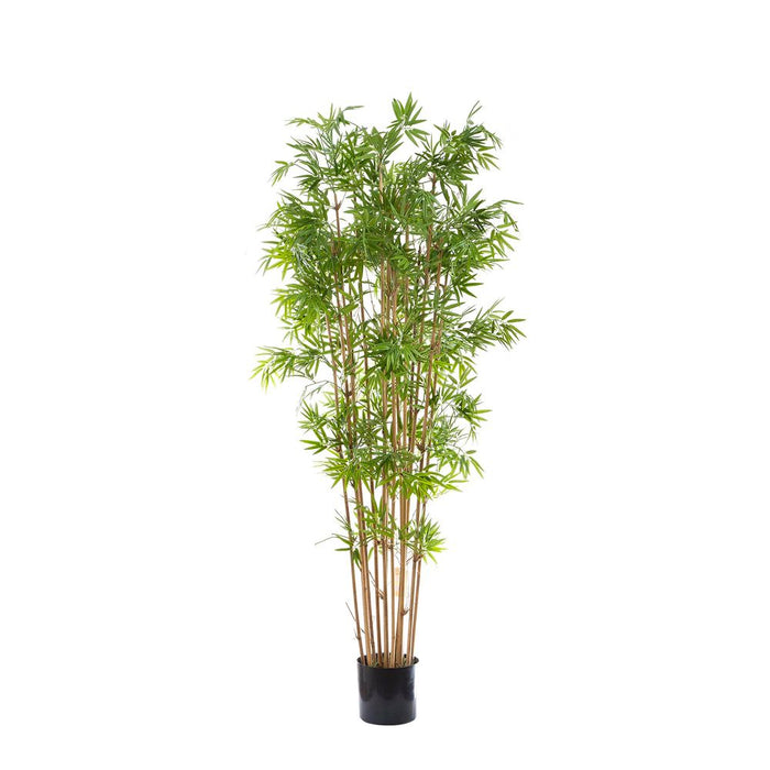 Japanese Bamboo Tree