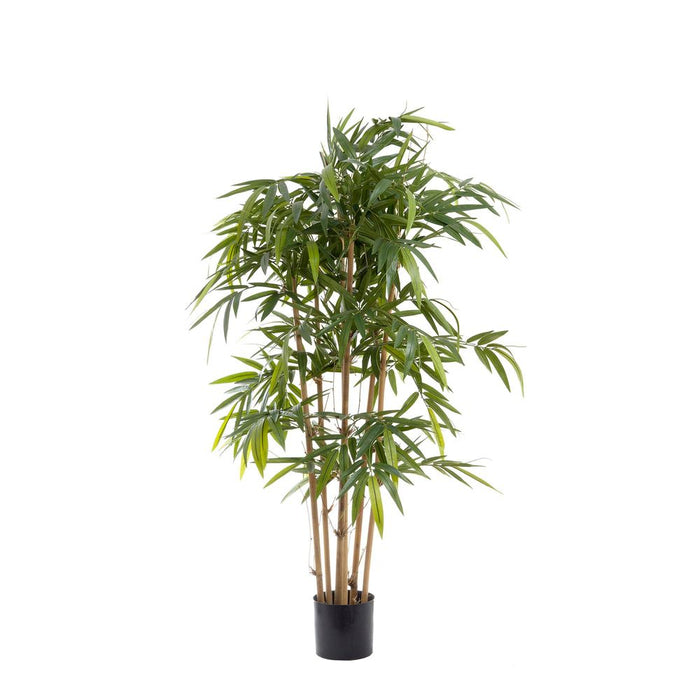 New Bamboo Tree