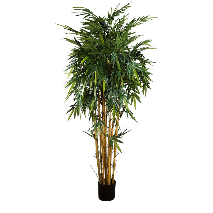 New Bamboo Tree