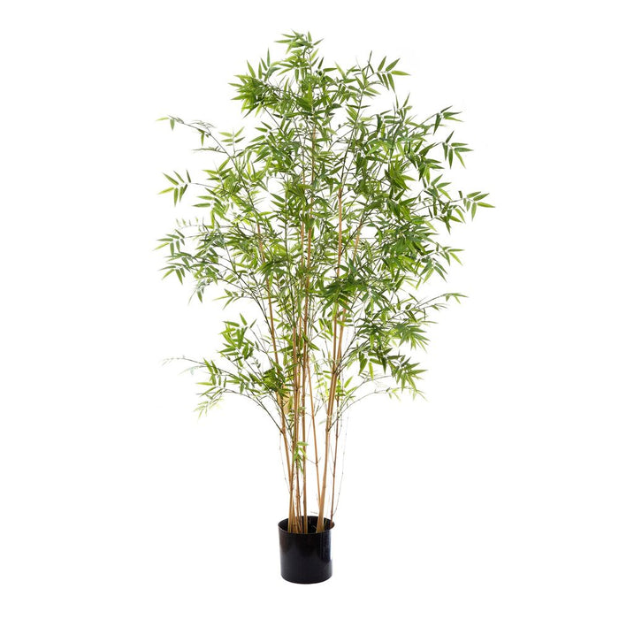 Oriental Bamboo Tree