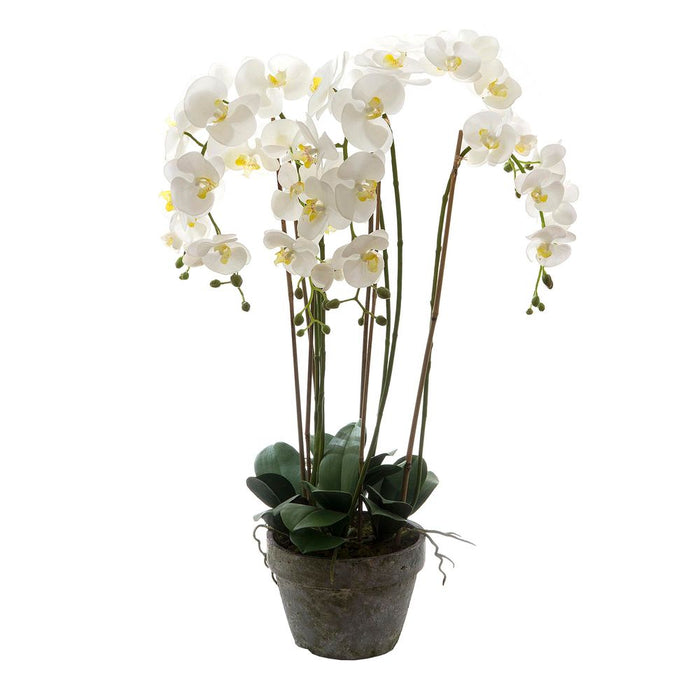 Orchid in Terracotta Pot 95cm White