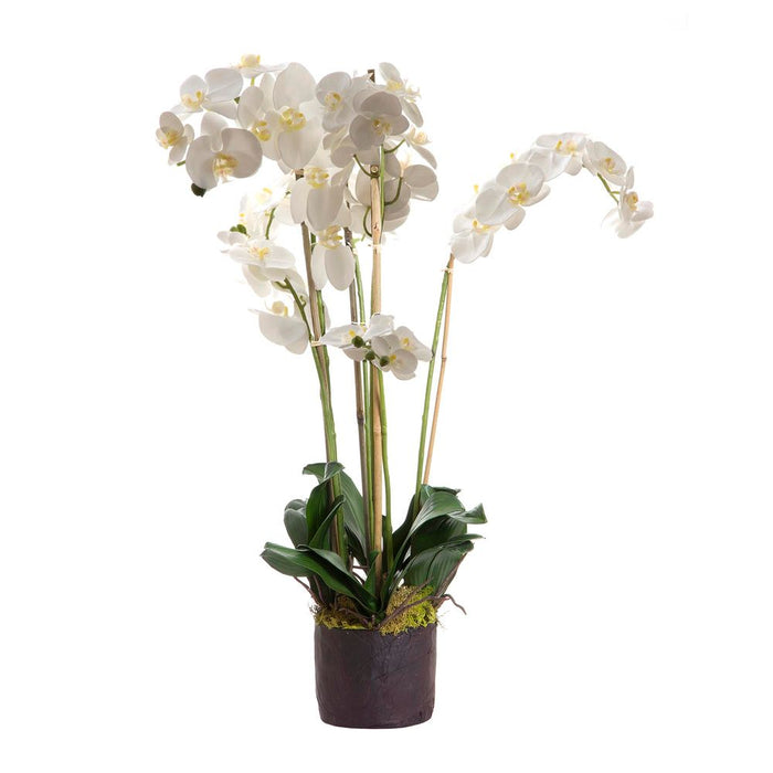 Phalaenopsis in Paper Pot 85cm White