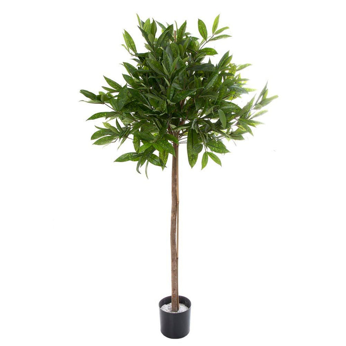 Dracena Surculosa Ball Tree 1.2m