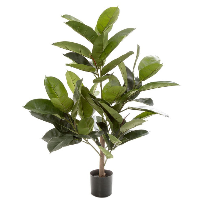 Rubber Plant Tree