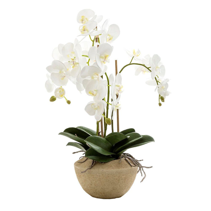 Orchid in Stone Pot