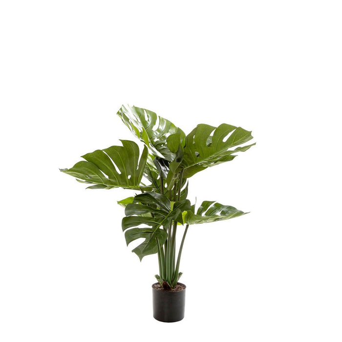 Monstera Split Philo Potted