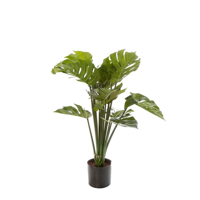 Monstera Split Philo Potted