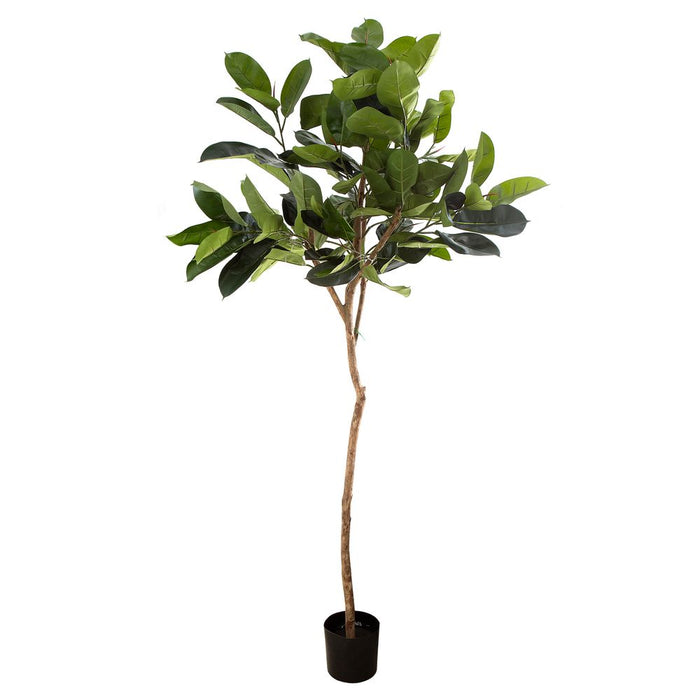 Rubber Plant Tree