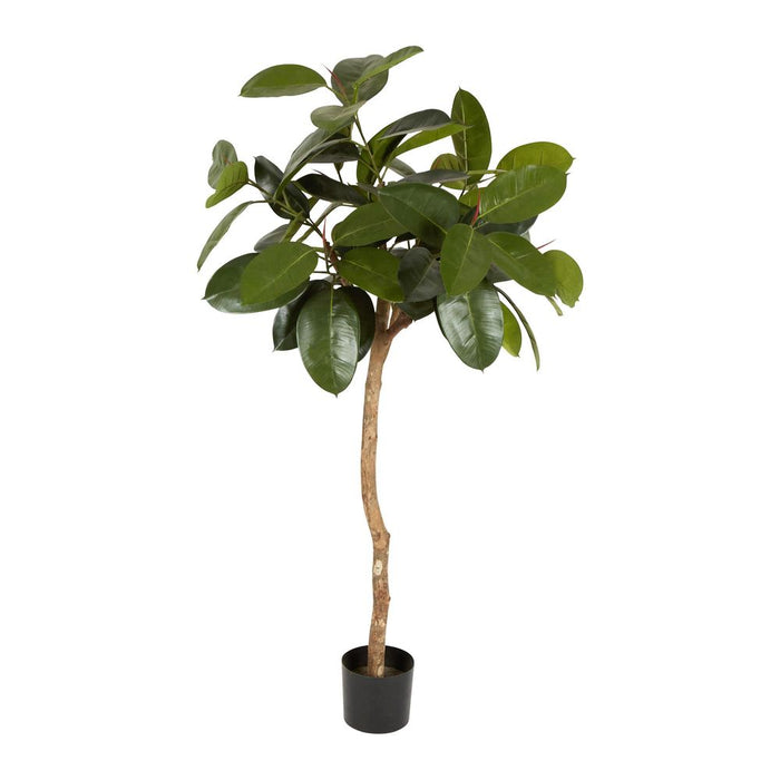 Rubber Plant Tree