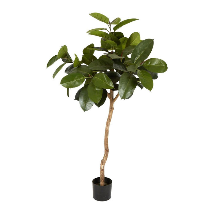 Rubber Plant Tree