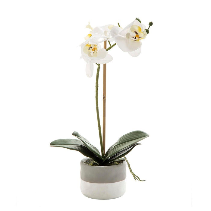 Orchid in Grey Pot