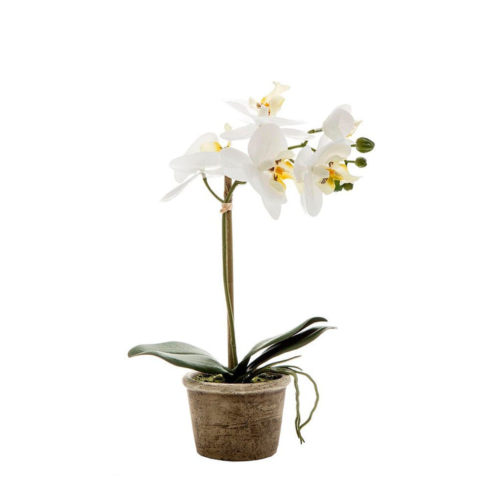 Orchid in Grey Stone Pot