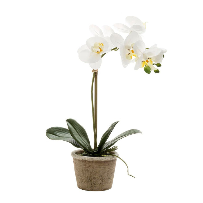 Orchid in Grey Stone Pot