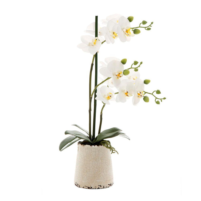 Orchid in Ivory Pot