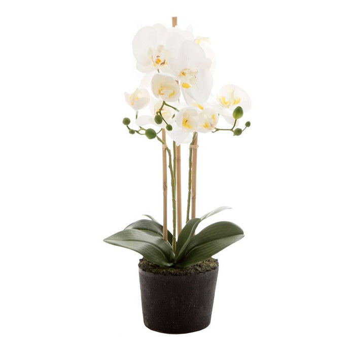 Orchid in Paper Pot