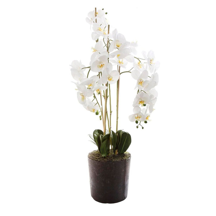 Orchid in Paper Pot