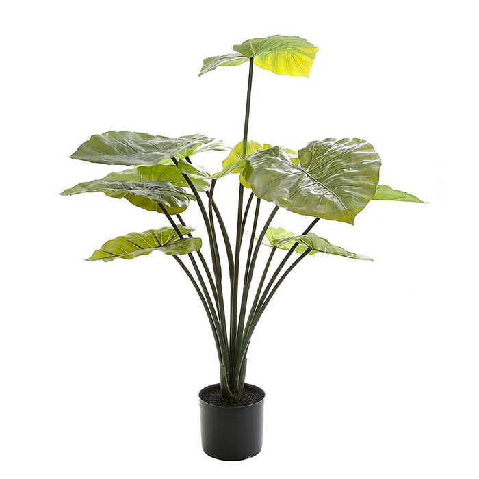 Taro Plant in Black Pot 1m