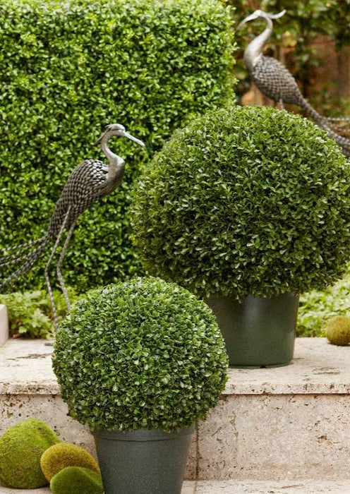 Boxwood Ball Potted 42cm