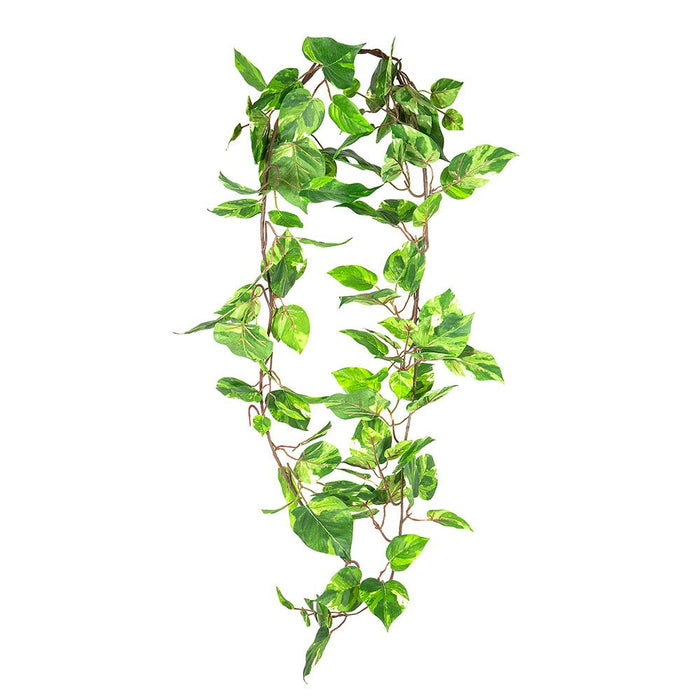 Pothos Hanging Bush 1.6m