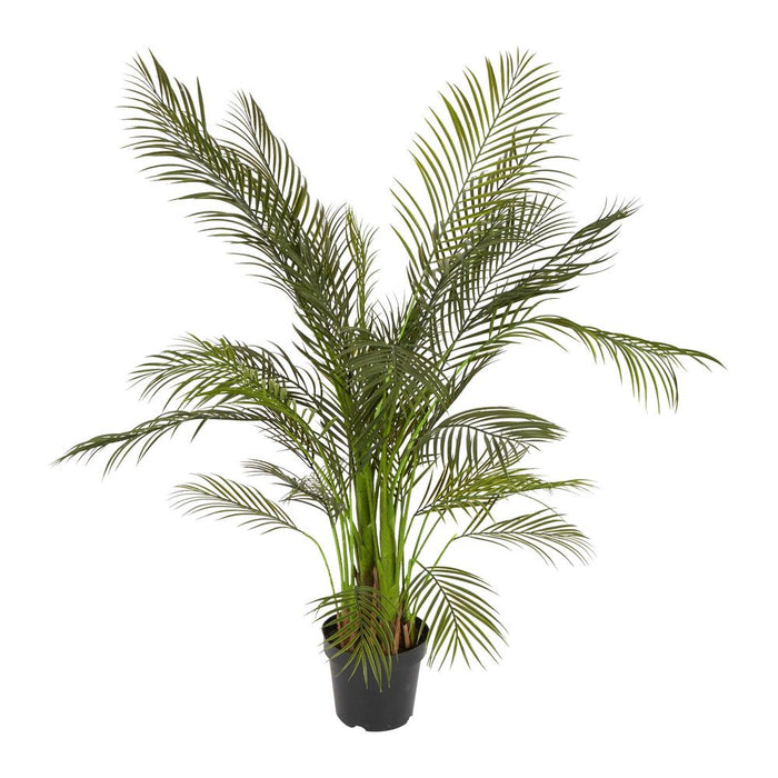 Palm Tree 1.65m